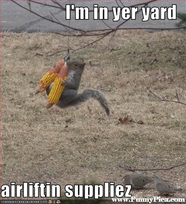 Funny Squirrels - Funny Squirrel Picture 31 (FunnyPica.com)
