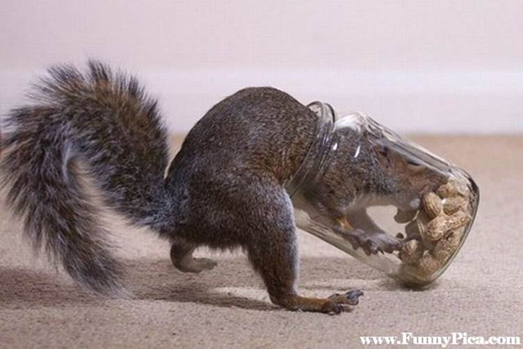 Funny Squirrels - Funny Squirrel Picture 42 (FunnyPica.com)