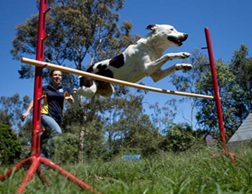 http://www.rspcaqld.org.au/AnimalTrainingCentre/GroupClasses/~/media/Images/Content%20Pages/ATC/Sports.ashx?mh=268&mw=320