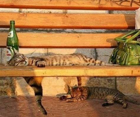 Cat Sleeping On Bench