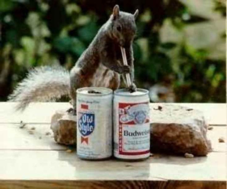 squirrel drinking beer budweiser through a straw1 drunk animals drinking beer dogs cats 588x490 30 Animals Drinking Alcohol
