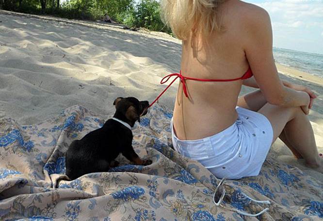 beach dog funny