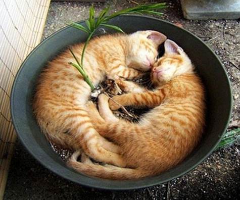Kittens Sleeping In Flower Pot