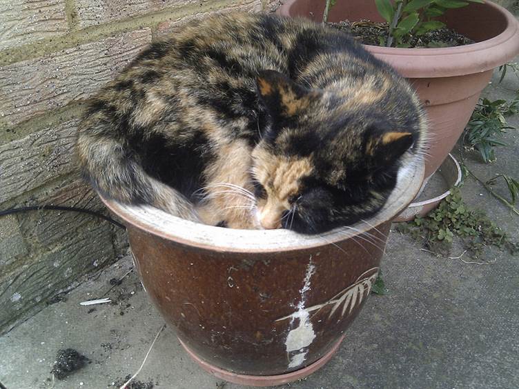 Twinkle in the plant pot