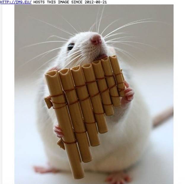 http://p.im9.eu/funny-pictures-daily-squee-musical-rat.jpg