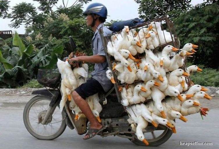 http://www.heapsoffun.com/pictures/20120207/funny_motorcycle_load_poultry_m1008.jpg