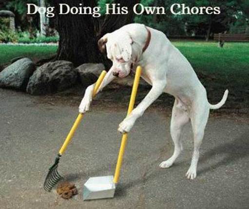 dog-doing-his-own-chores