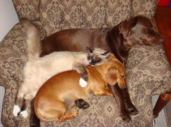http://funny-pics.co/wp-content/uploads/Funny-sleeping-animals.jpg