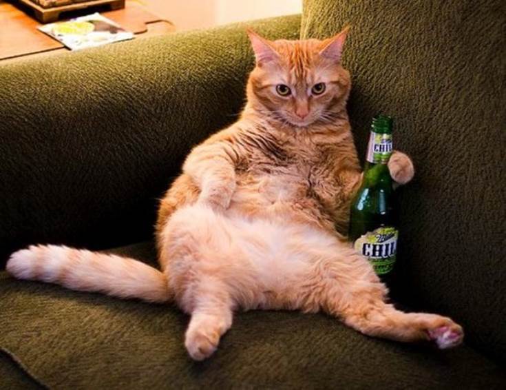 beer cat drunk animals drinking beer dogs cats 588x453 30 Animals Drinking Alcohol
