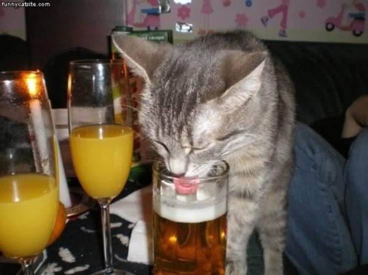 Beer Drinking Cat drunk animals drinking beer dogs cats 588x440 30 Animals Drinking Alcohol