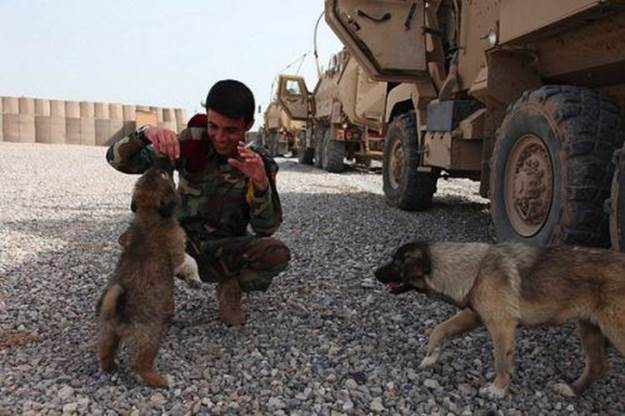 dog soldiers 18 BERRY hot men: Soldiers with dogs (22 photos) 