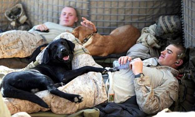 dog soldiers 4 BERRY hot men: Soldiers with dogs (22 photos) 