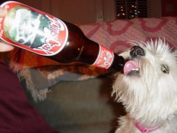 dog beer 2 drunk animals drinking beer dogs cats 588x441 30 Animals Drinking Alcohol