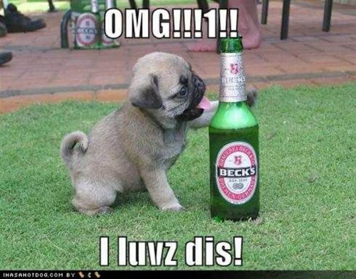 Copy of funny dog pictures pug loves beer drunk animals drinking beer dogs cats 588x461 30 Animals Drinking Alcohol