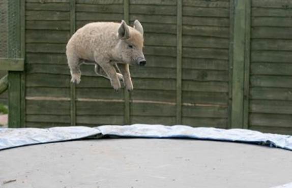 http://e-poze.info/wp-content/uploads/2012/02/jumping-pig-funny-animals.jpg