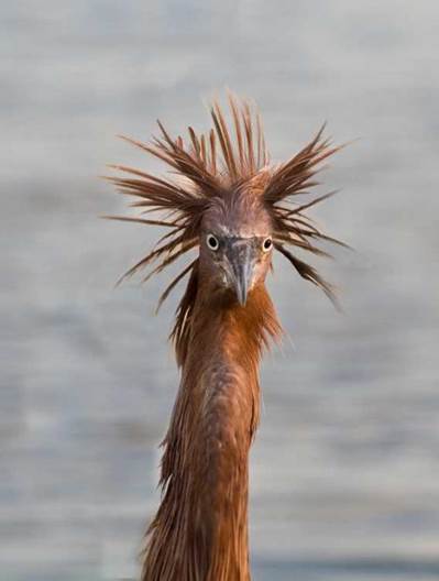 http://www.justeasyfun.com/wp-content/uploads/2012/11/Unusual-and-Funny-Hairstyles.jpg