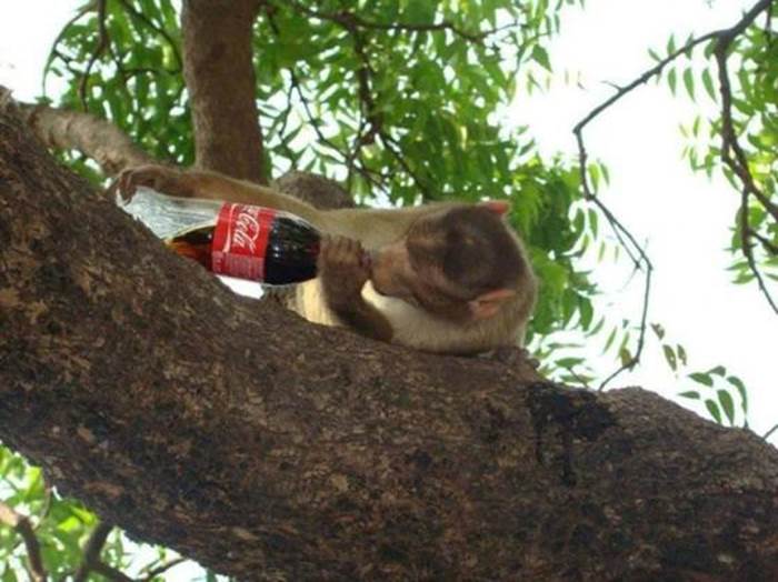 http://www.desicomments.com/wp-content/uploads/Monkey-Drinking-Coca-Cola.jpg