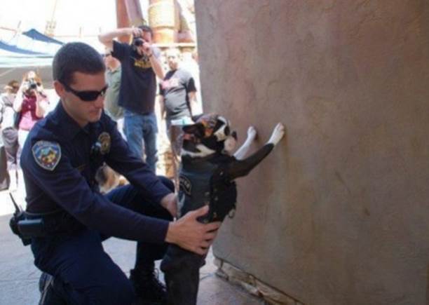 http://funny-pics.co/wp-content/uploads/funny-image-police-raid-dog-445x299.jpg