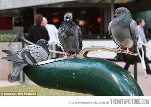 funny pigeons drinking water