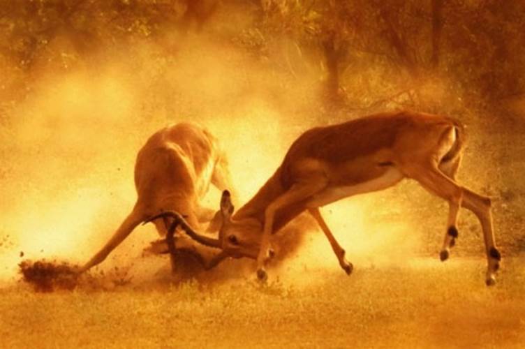 Wild Animals Fighting Photography (1)