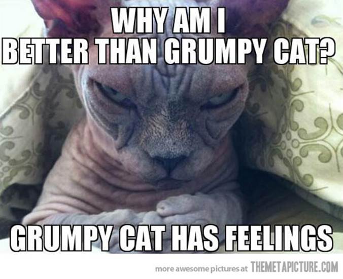 http://themetapicture.com/media/funny-grumpy-sinister-cat-feelings.jpg