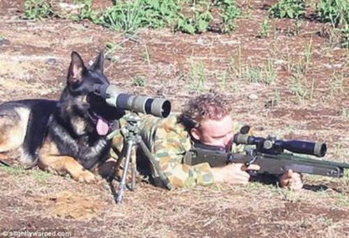 http://2.bp.blogspot.com/-9JPz__P4_cg/TgxlP9QxBuI/AAAAAAAAP-I/UgOsWD5STm8/s400/A+man+and+his+dog%253A+This+canine+shows+off+his+surveillance+skills+as+he+looks+through+binoculars+next+to+an+armed+soldier.jpeg
