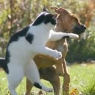 Funny Fight Animals - Funny Fight Club