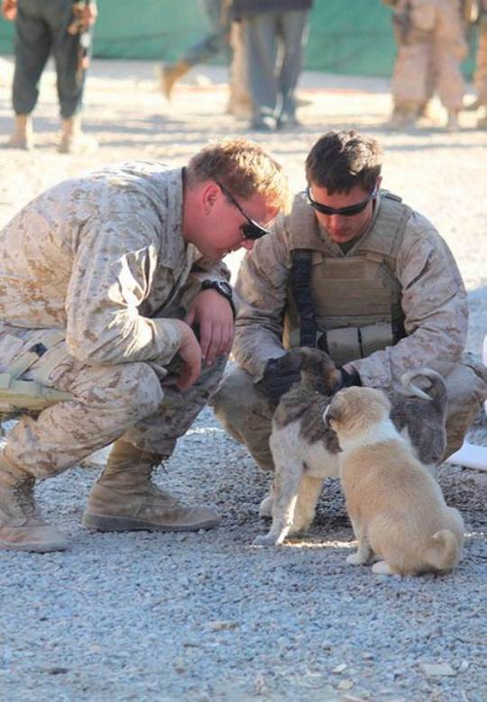 dog soldiers 10 BERRY hot men: Soldiers with dogs (22 photos) 