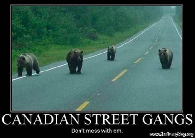 http://www.thefunnyblog.org/wp-content/uploads/2012/06/funny-canada-pics-canadian-street-gangs-bears-on-the-road.jpg