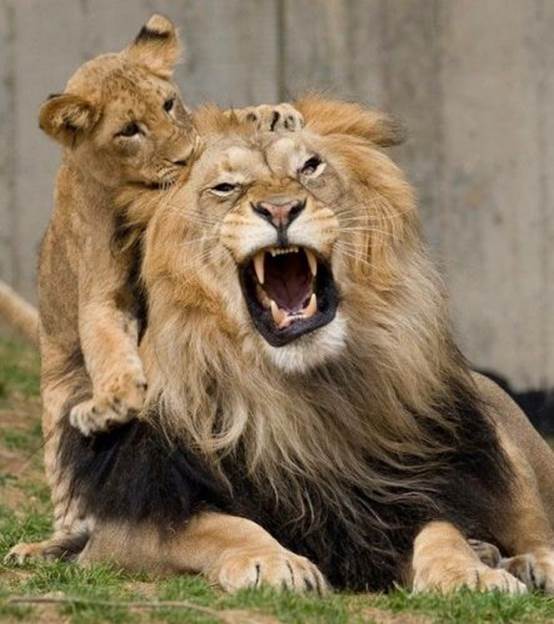 http://www.aanblog.com/wp-content/uploads/2013/02/So-What-If-You-Are-the-King-Of-Jungle-Dad-funny-lion-animal-image.jpg