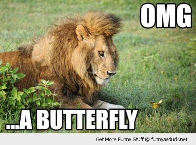 http://funnyasduck.net/wp-content/uploads/2012/11/funny-shocked-surprised-lion-omg-butterfly-pics.jpg