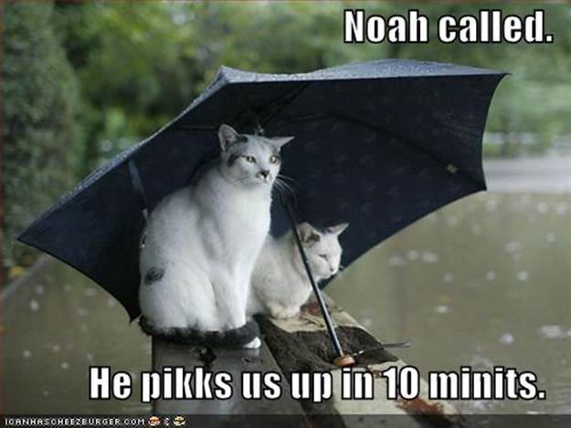 http://1.bp.blogspot.com/-dkp54AuXlhM/T1ENmXXNy5I/AAAAAAAAA5A/eoTnmNeDORE/s1600/b9bee_funny-pictures-cats-umbrella-rain-flood.jpg