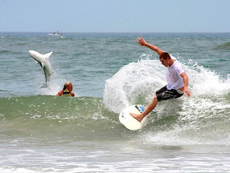 http://www.punjabigraphics.com/images/14/surfers-with-shark.jpg