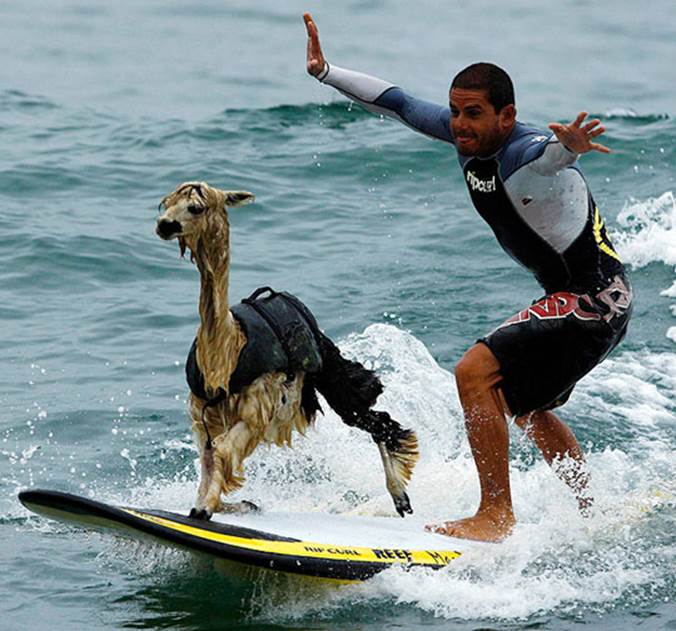 http://themetapicture.com/media/funny-llama-surfing-sea.jpg