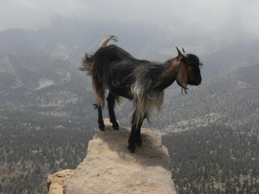 http://loldailyfun.com/wp-content/uploads/2012/01/brave-goat_thumb.png