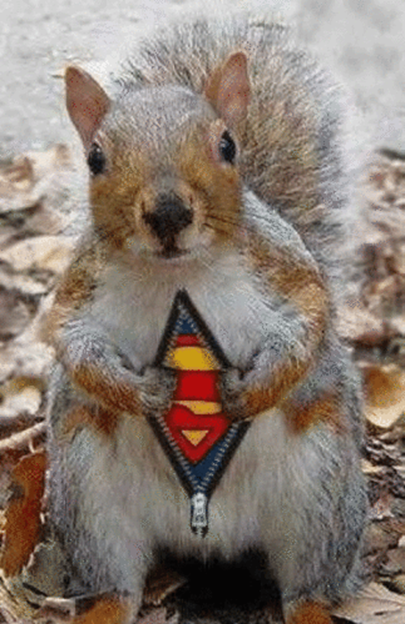 super squirl - animal-humor Photo