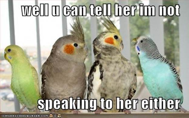 http://www.davidbutter.co.uk/wp-content/uploads/2010/12/funny-pictures-birds-not-speaking-parrots.jpg