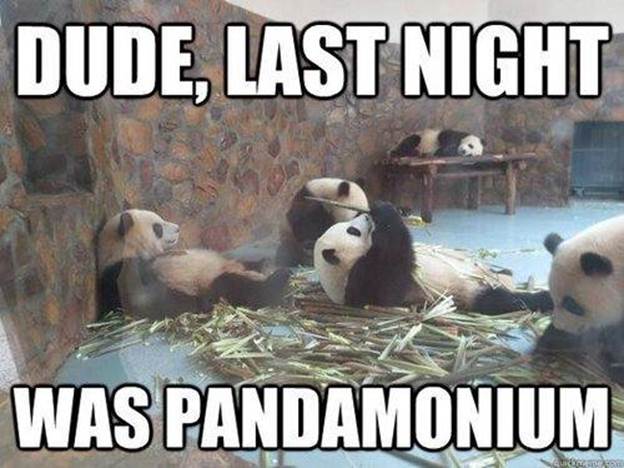 http://themetapicture.com/media/funny-pandas-party-bamboo-pandamonioum.jpg