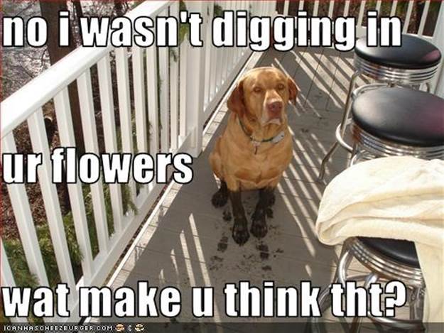 no i wasn't digging in  ur flowers wat make u think tht?