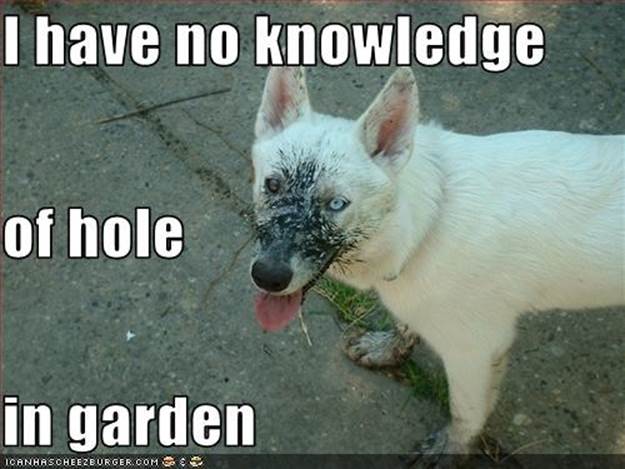 I have no knowledge of hole in garden