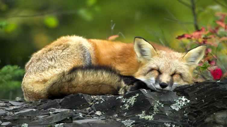 http://www.flash-screen.com/free-wallpaper/cute-and-funny-animal-wallpaper/sleeping-red-fox,1366x768,56719.jpg