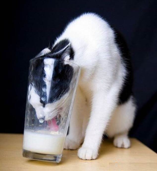 http://ftsvisualculture.files.wordpress.com/2011/10/funny_cat_for_milk.jpg