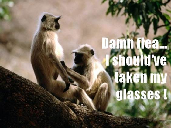 http://funny-pics.co/wp-content/uploads/funny-monkeys-catching-fleas.jpg