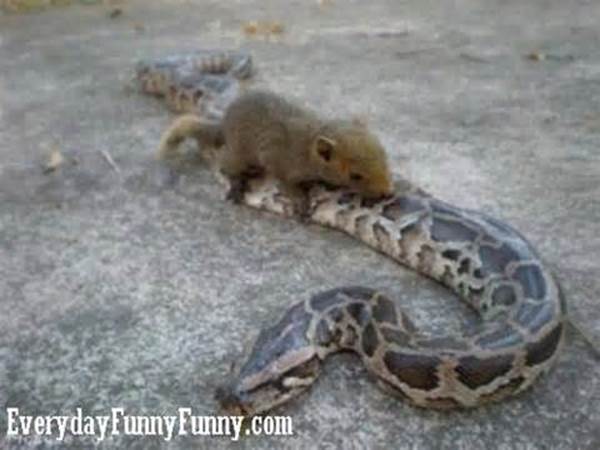 http://doblelol.com/thumbs/pictures-funny-animal-squirrel_4990911944788250.jpg