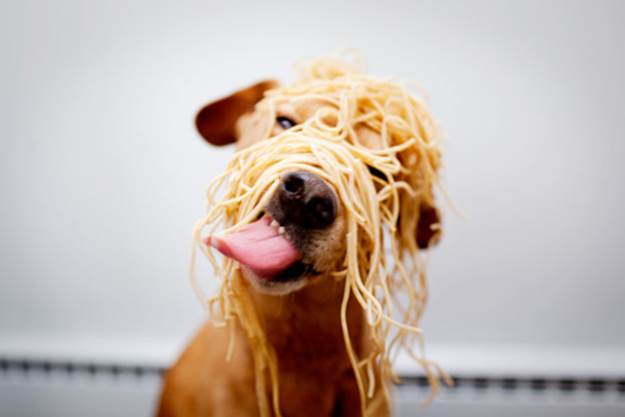 Dog and spagetti