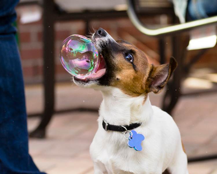 http://motleydogs.com/wp-content/uploads/2011/08/bubble-in-mouth1.jpg