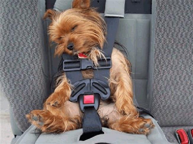 http://myrescuedogrescuedme.files.wordpress.com/2011/08/tuckered-dog-in-car-seat.gif