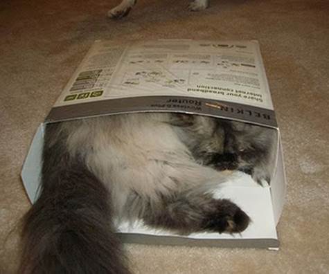 http://www.gurl.com/wp-content/uploads/2012/03/cat-sleeping-in-box.jpg