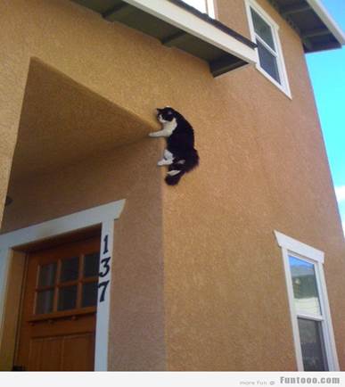 Funny Cat Hanging From A Wall pic