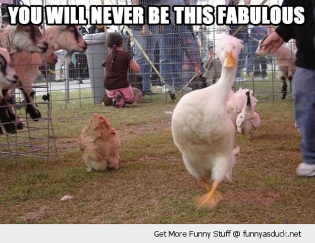 http://funnyasduck.net/wp-content/uploads/2012/11/funny-fabulous-duck-bird-chicken-pics.jpg